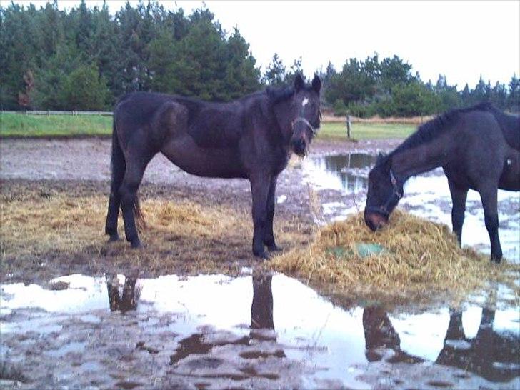 Anden særlig race Lucy rideskole(aflivet) billede 3