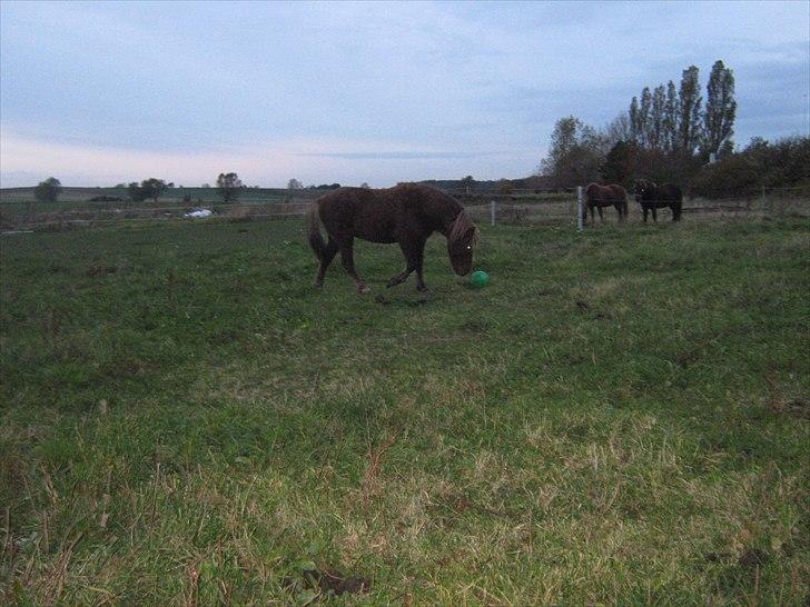 Islænder Næmi fra Ravnekrogen - Næmi der leger med en bold:) Foto:Mig billede 17