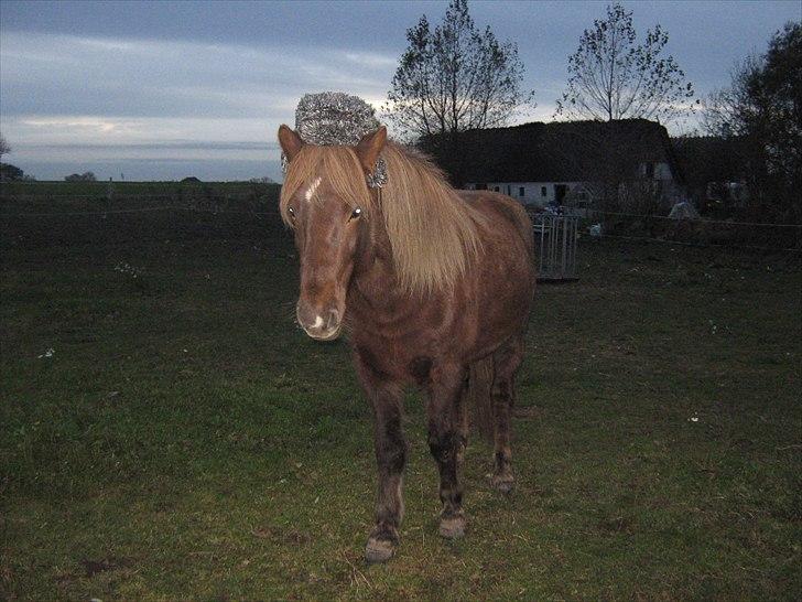 Islænder Næmi fra Ravnekrogen - Næmi med min hue på!:D Sååå rolig. Foto:Mig billede 19