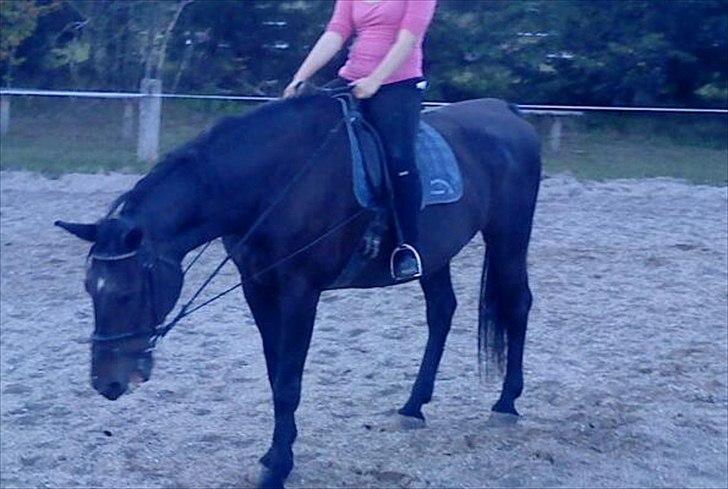 Anden særlig race Lucy rideskole(aflivet) billede 6