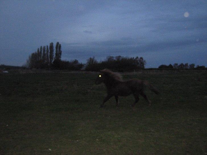 Islænder Næmi fra Ravnekrogen - Næmi i galop  Foto:Mig billede 20