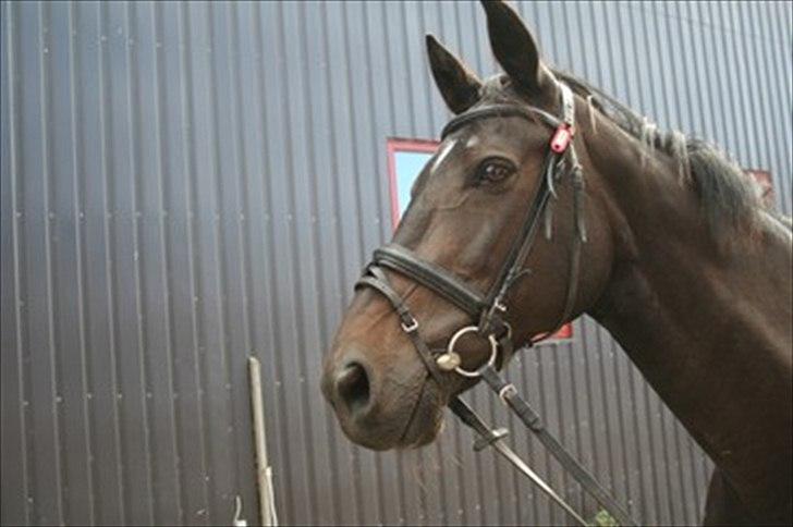 Anden særlig race Lucy rideskole(aflivet) billede 9