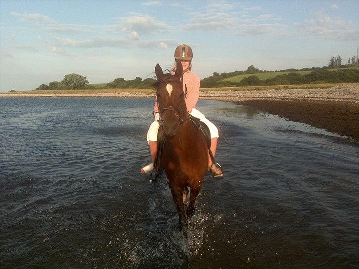 Tysk Sportspony Debora 26 billede 5