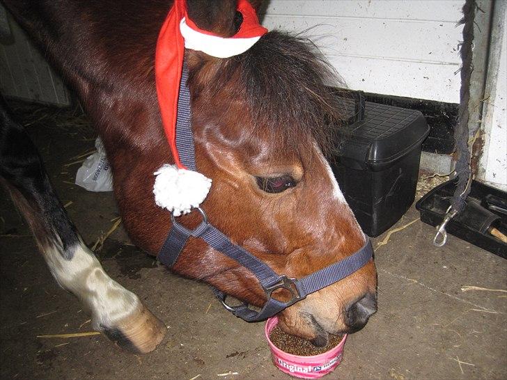 DSP Bæklunds Tabita billede 16