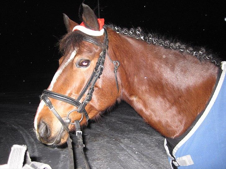 DSP Bæklunds Tabita billede 17