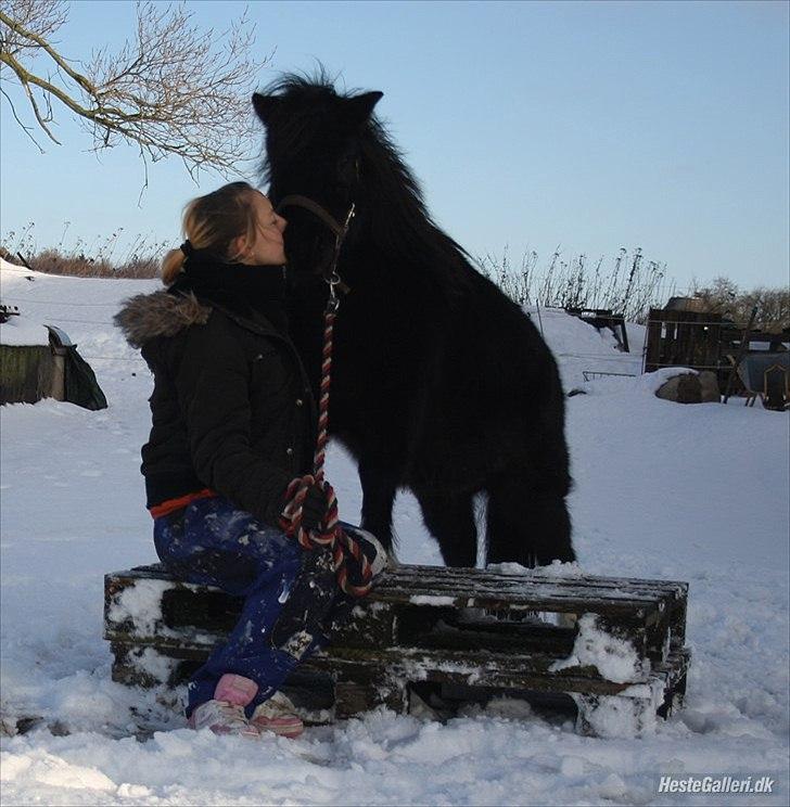 Shetlænder Thor (R.I.P) - Thor prøver det med de paller.  billede 8