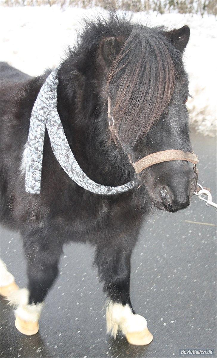 Shetlænder Thor (R.I.P) - Fryser om halsen. billede 9
