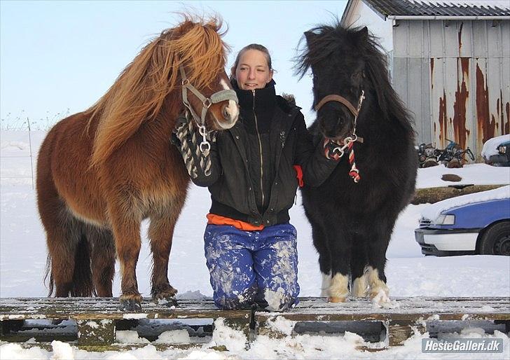 Shetlænder Thor (R.I.P) - Thor Sammen med Terkels mor Mulle på paller billede 10