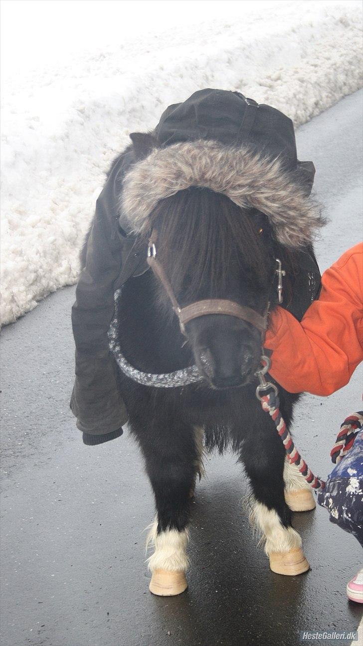 Shetlænder Thor (R.I.P) - det var meget koldt. billede 11