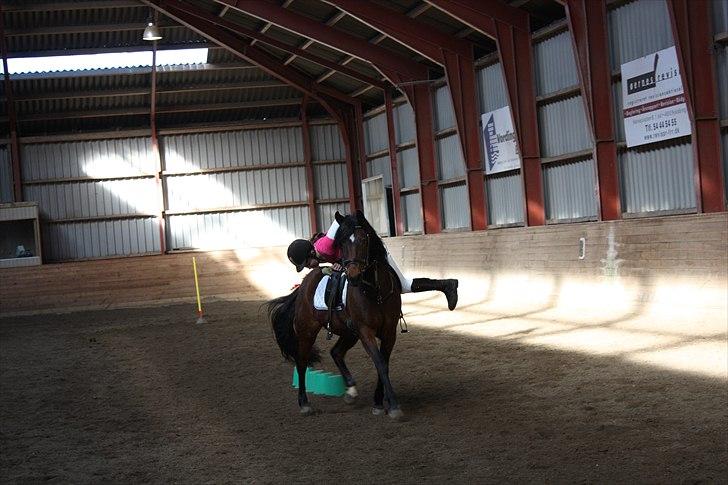 Anden særlig race Brenda/Carina billede 10
