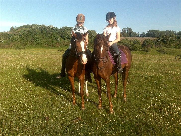 Tysk Sportspony Debora 26 - Debora med det lila unerlag billede 10