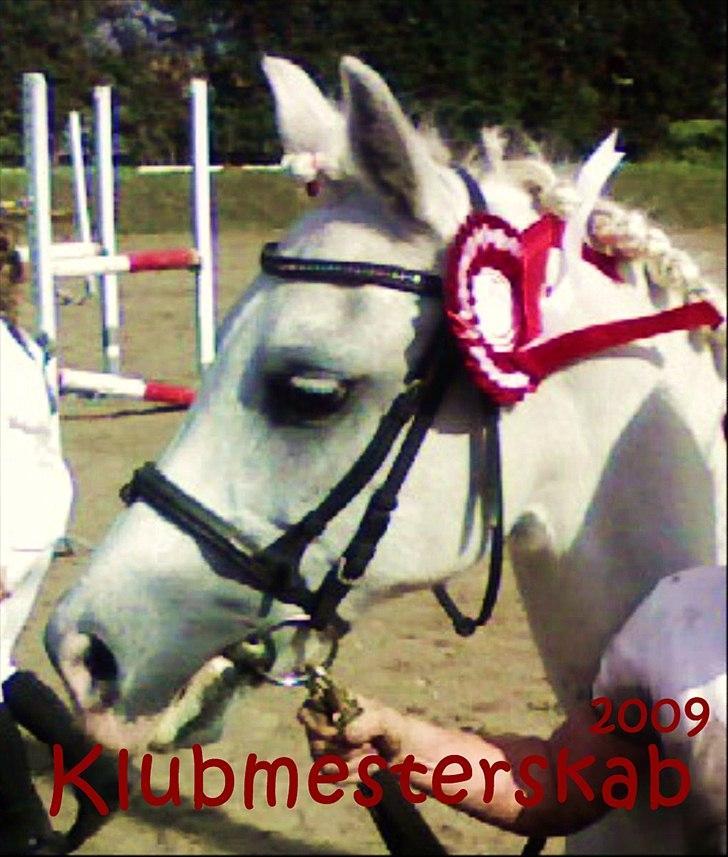 Welsh Pony (sec B) Blondie (rosa) - velkommen til Rosa. klubmesterskab 2009 i spring jubii billede 1