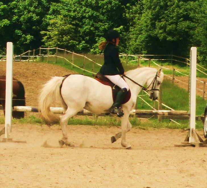 Welsh Pony (sec B) Blondie (rosa) - skønhed kan føles, den kan frembringes, men den kan ikke forklares.  billede 2