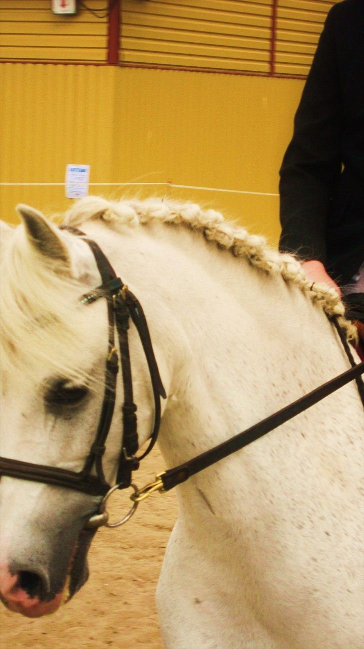 Welsh Pony (sec B) Blondie (rosa) - min skat.  billede 3