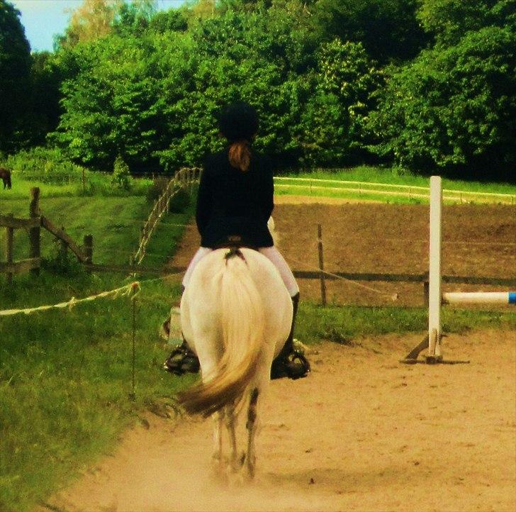 Welsh Pony (sec B) Blondie (rosa) - hæææhæ.. lækker røv og skøn udsigt :D billede 4