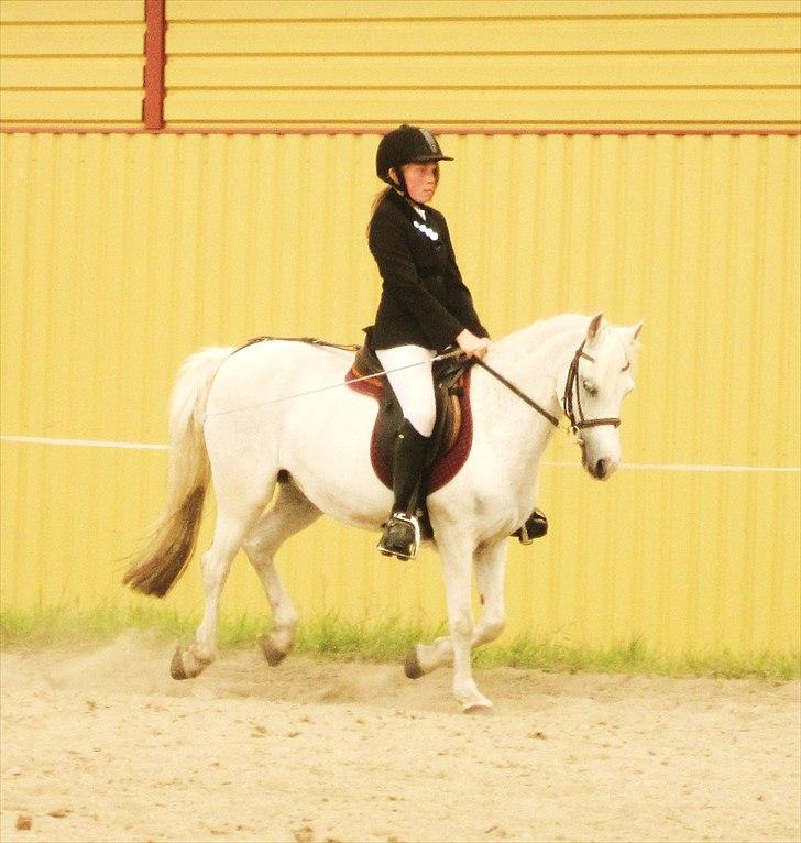 Welsh Pony (sec B) Blondie (rosa) - skøøøøøøøønne.  billede 5