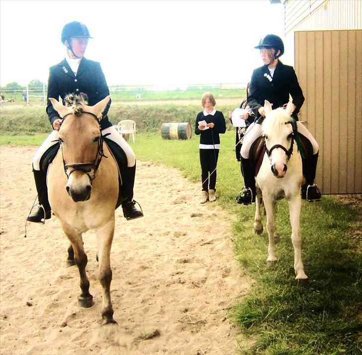 Welsh Pony (sec B) Blondie (rosa) - for jeg vil kun ha´ jer. i tre betyder sku´ meget.  billede 6