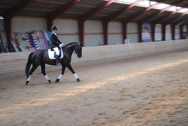 Hannoveraner Wivana R - Stævne d. 22 april i SMIR. Arbejdstrav. Foto: John Jensen. billede 10