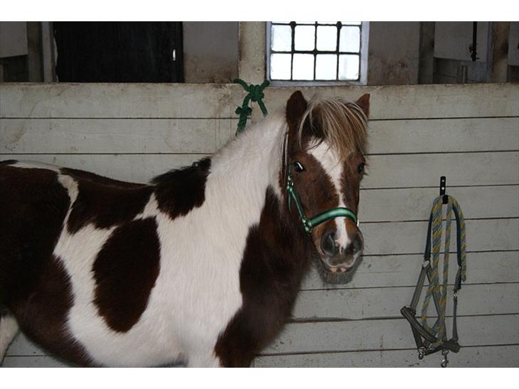 {{currentPhoto.altText}} billede {{currentPhoto.number}}