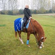 Anden særlig race Timmy