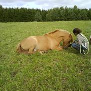 Tysk Sportspony mickey malou/frodo