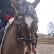 Anden særlig race Placira