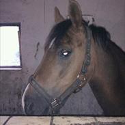 Welsh Pony (sec B) Jedidjan Claudius