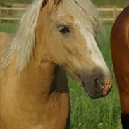 Welsh Mountain (sec A) Mary Lou