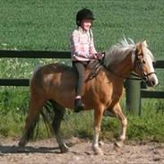 Welsh Mountain (sec A) Mary Lou