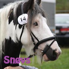 Irish Cob Snøvs Snorketræ..