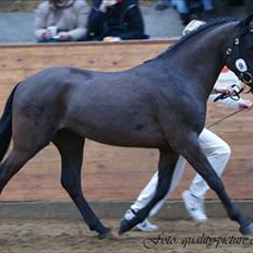 New Forest Gay Count Zidan