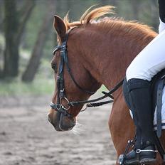 Anden særlig race Bali