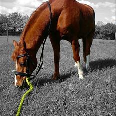 Anden særlig race Bali