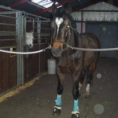 Dansk Varmblod Taarupgaards Cupid <3