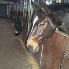 Dansk Varmblod Taarupgaards Cupid <3