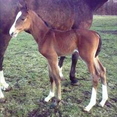 Dansk Varmblod LillestaruphøjsCassiopaia
