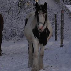 Irish Cob Jake of Ryan