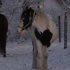 Irish Cob Jake of Ryan