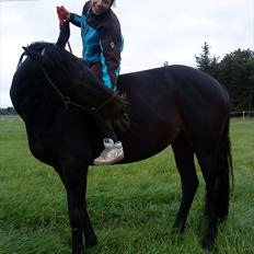 Trakehner Latyrus Hedevig