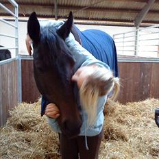 Trakehner Latyrus Hedevig