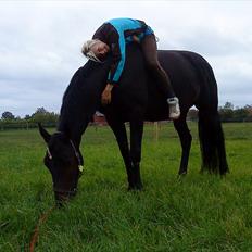 Trakehner Latyrus Hedevig