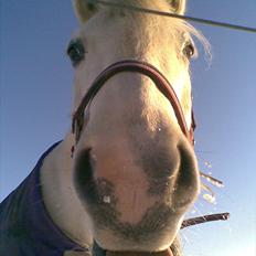 Anden særlig race lady Solgt:'(