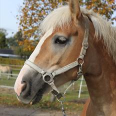 Anden særlig race Amanda solgt
