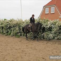 Dansk Varmblod Linetta K