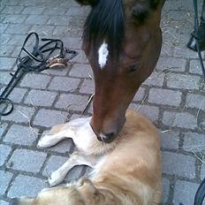 Trakehner Topper - [ Tante's ]