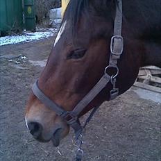 Trakehner Topper - [ Tante's ]