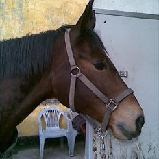 Trakehner Topper - [ Tante's ]