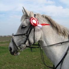 Hollandsk Sportspony Orlanda Downland (Himmelhest??)