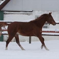 Anden særlig race Malou 