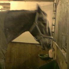 Knabstrupper valiente estrella (Villy) (RIP) d. 17/7-15